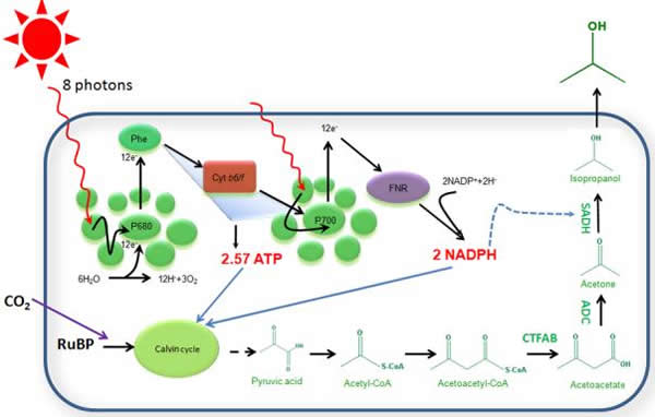 蓝藻Synechocystis 6803中引入NADPH消耗驱动光合固碳示意图.jpg