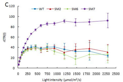 light intensity C.jpg